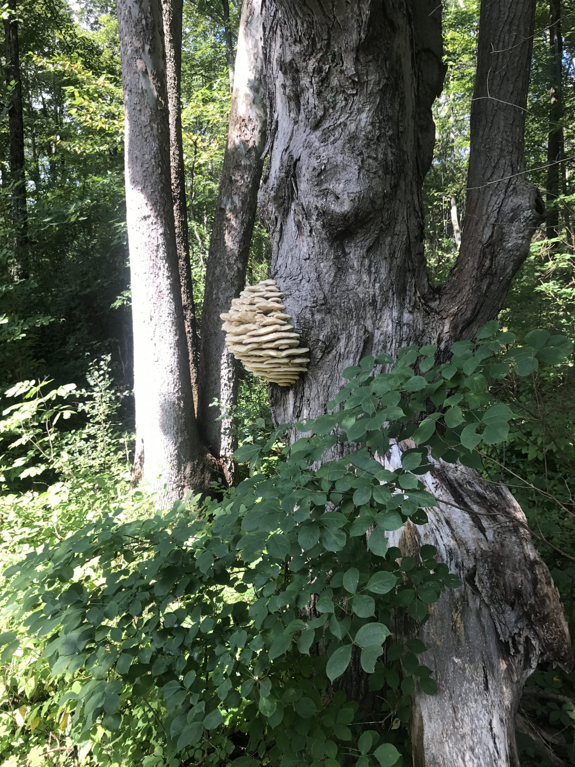 Bee hive in wooded area
