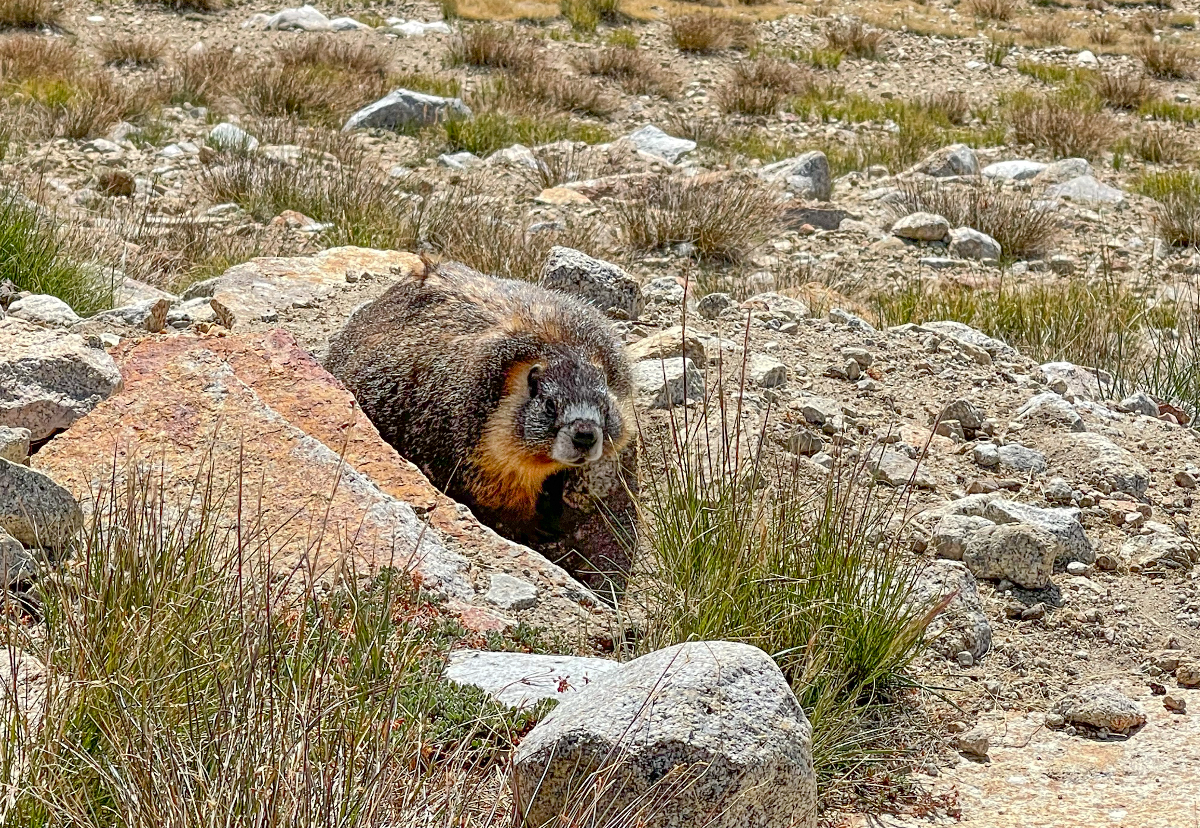 Marmot south of Forester Pass