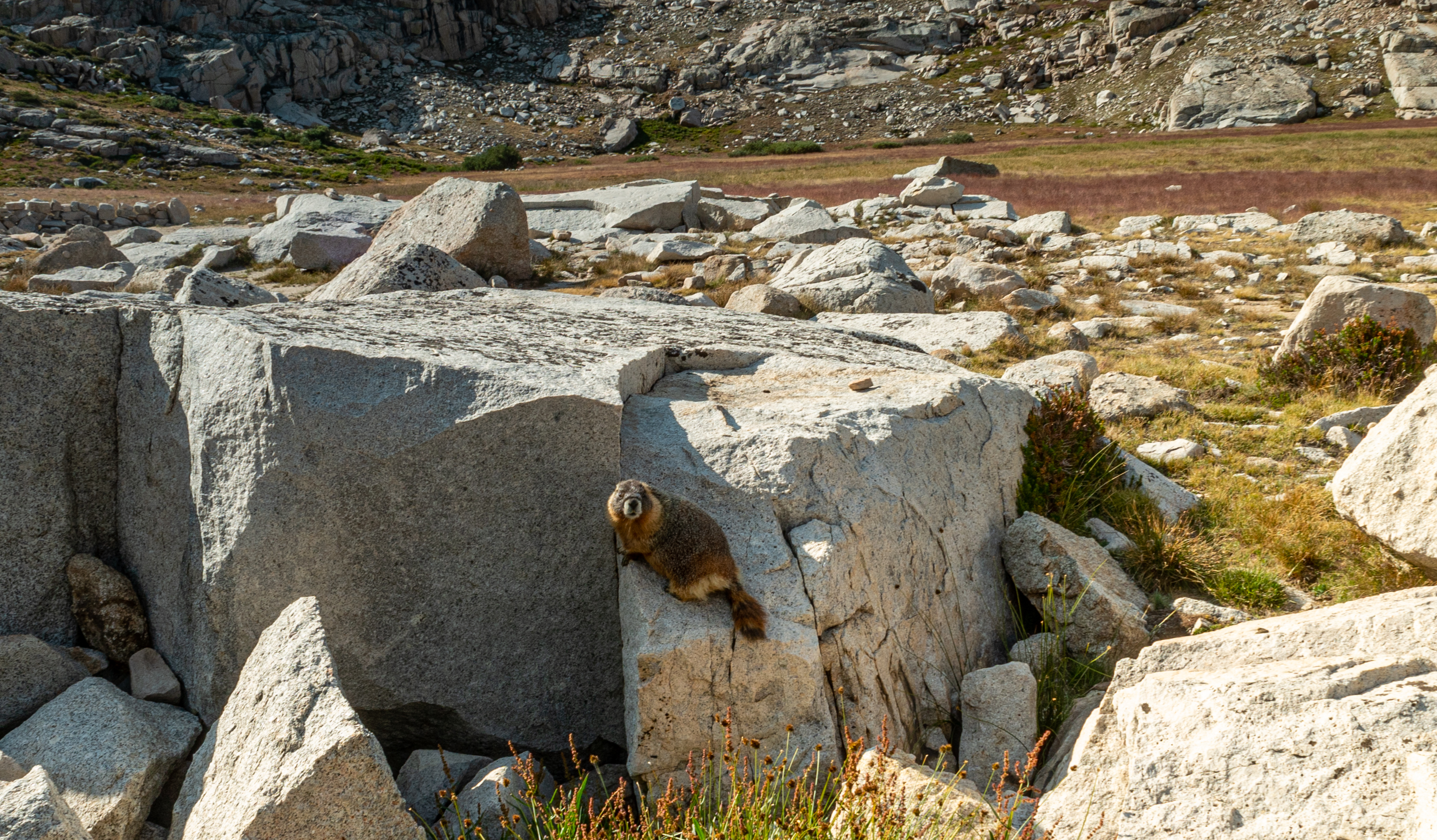 A marmot near Guitar Lake