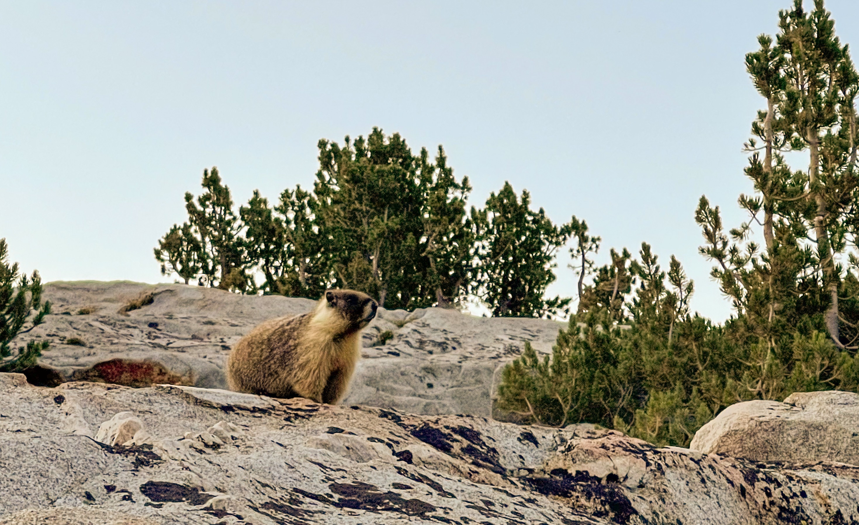 Marmot near Lake Marjorie