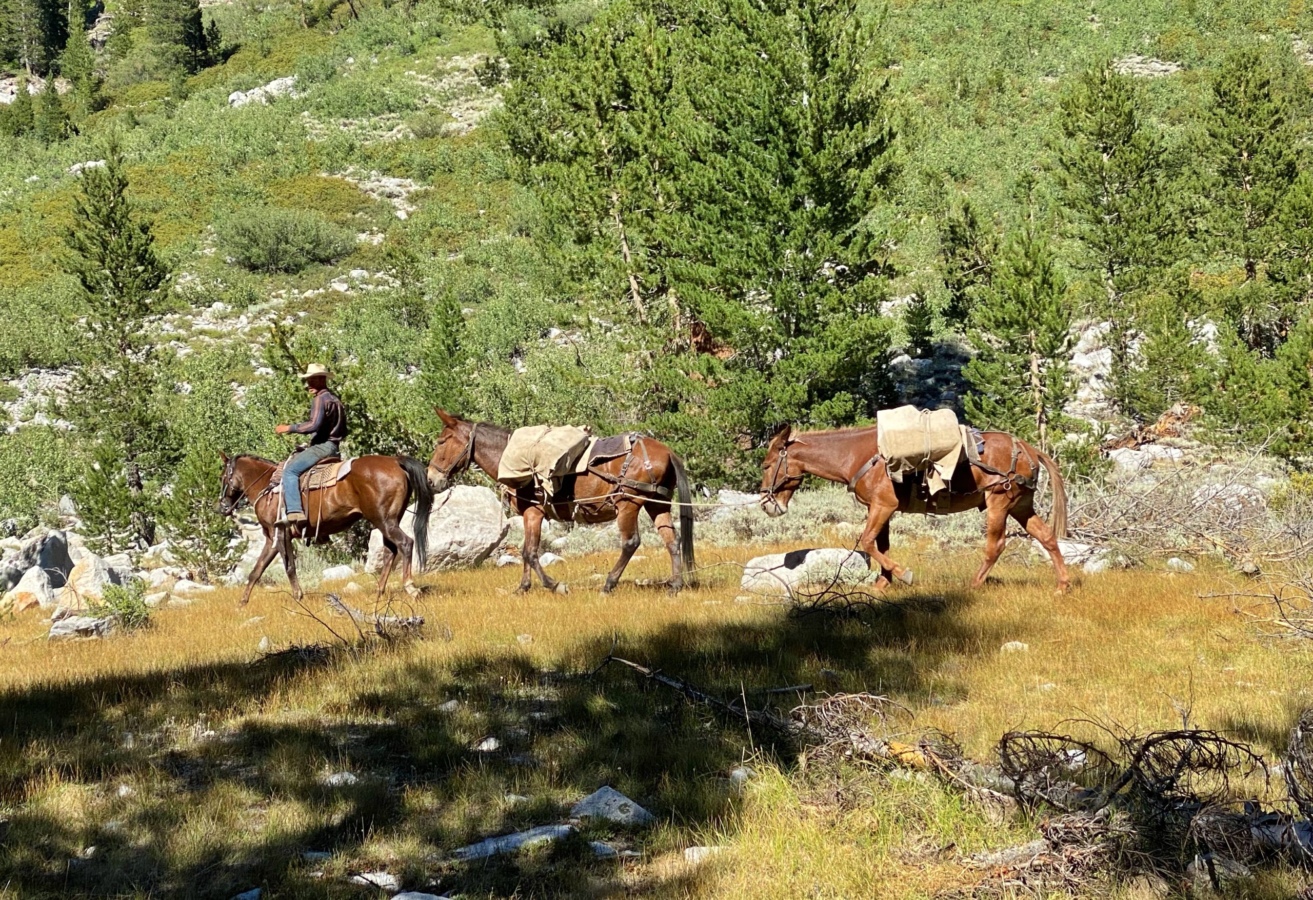 Pack train delivering a resupply