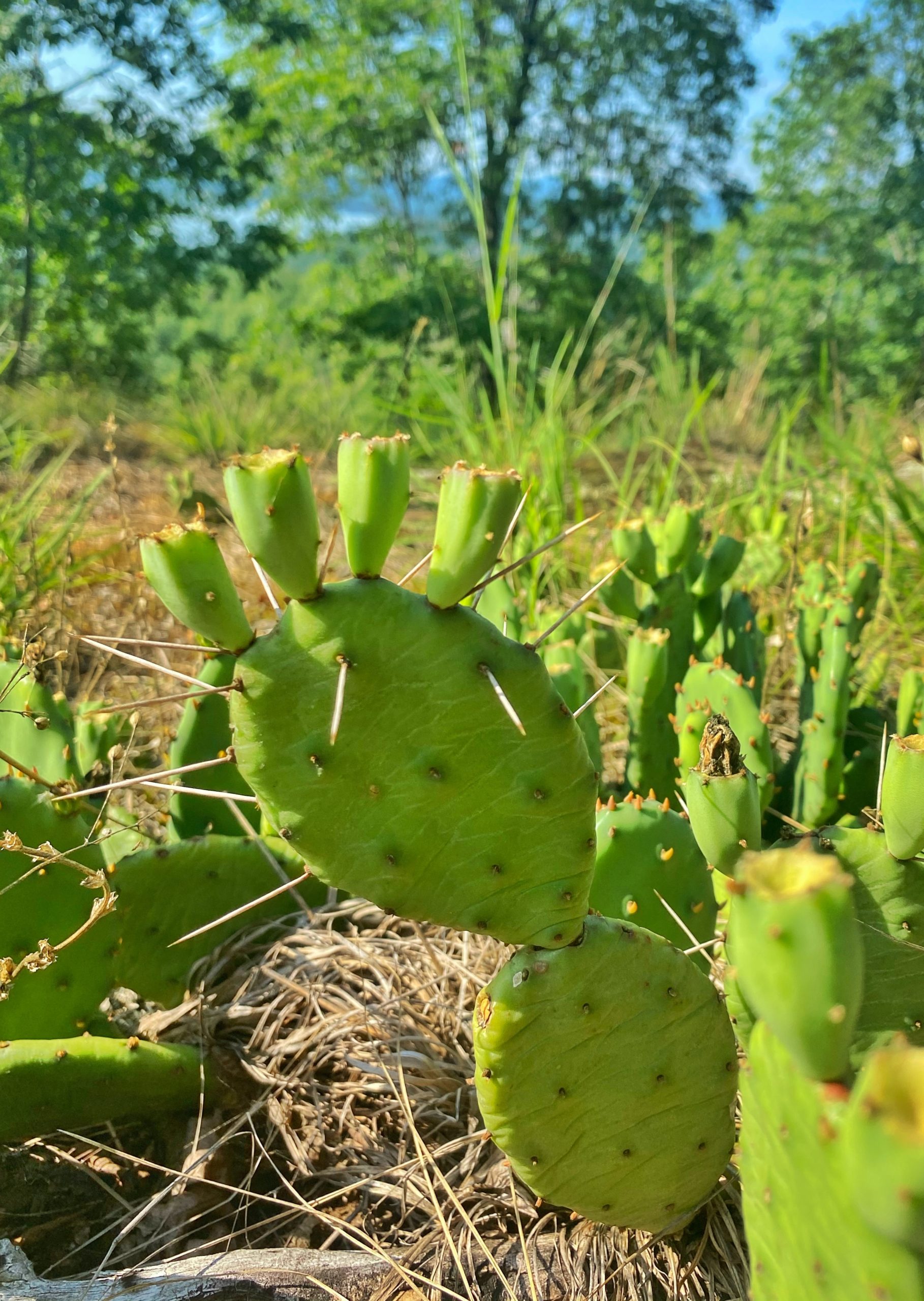 Prickly Pear Cactus on Windbeam Mountain