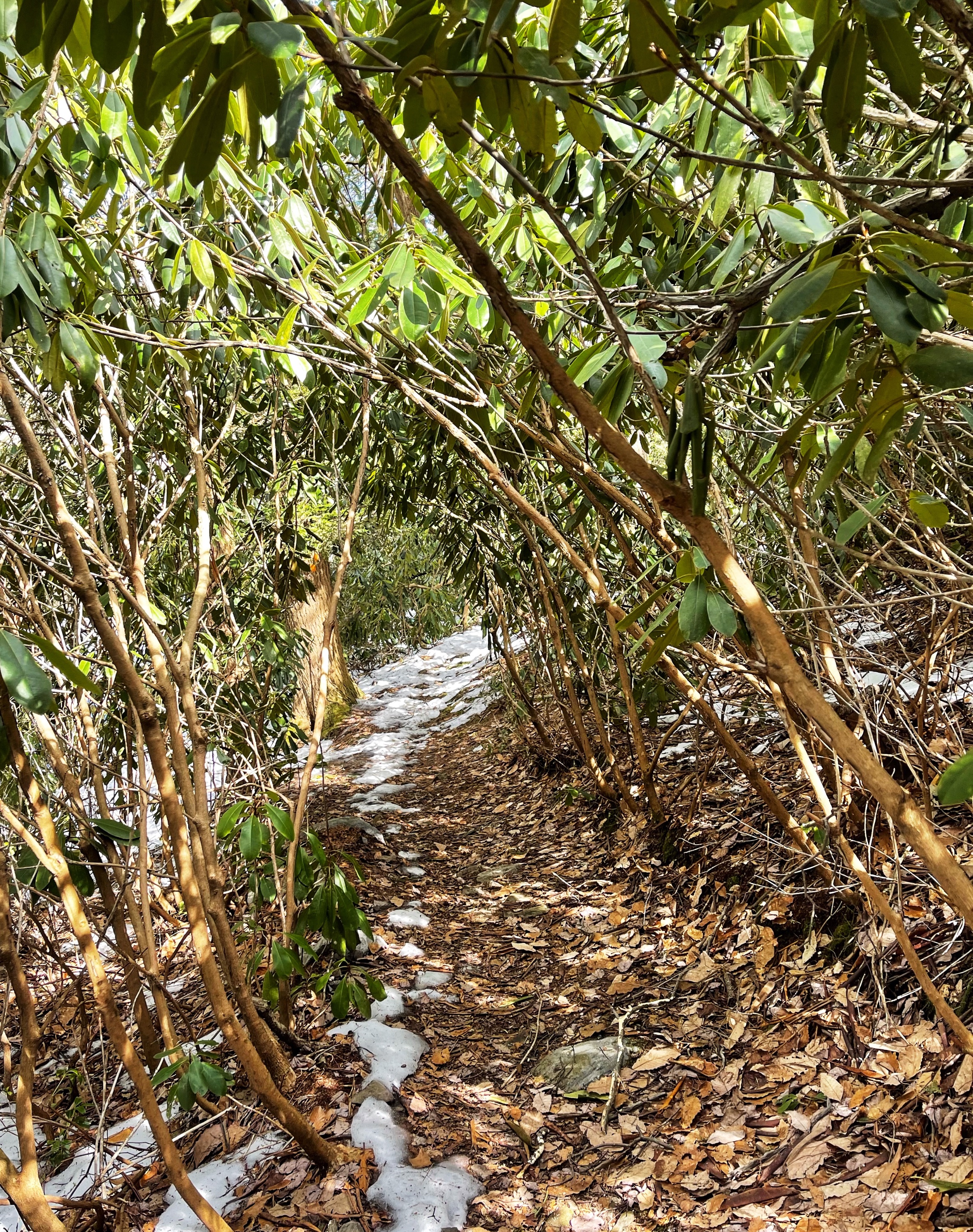 Rattlesnake Swamp Trail