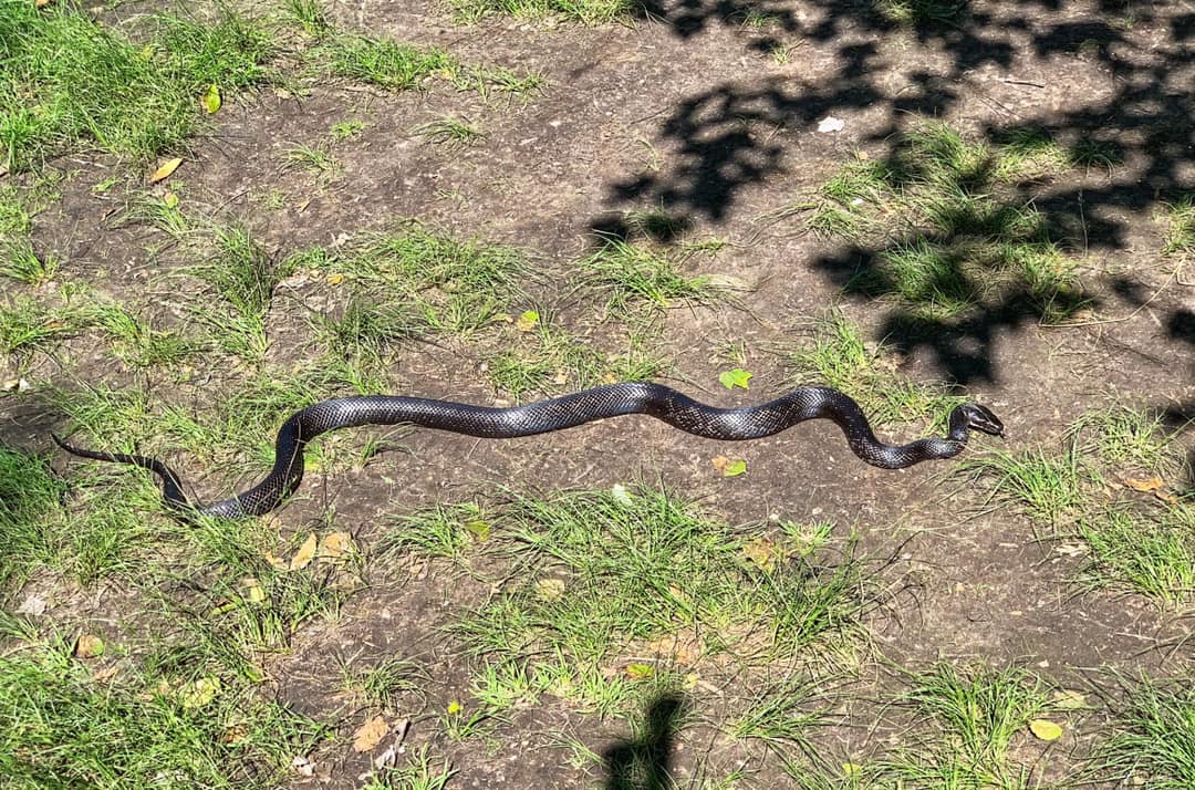 Northern Water Snake on the perimeter of Sunfish Pond